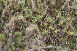 Image of Shore Grass