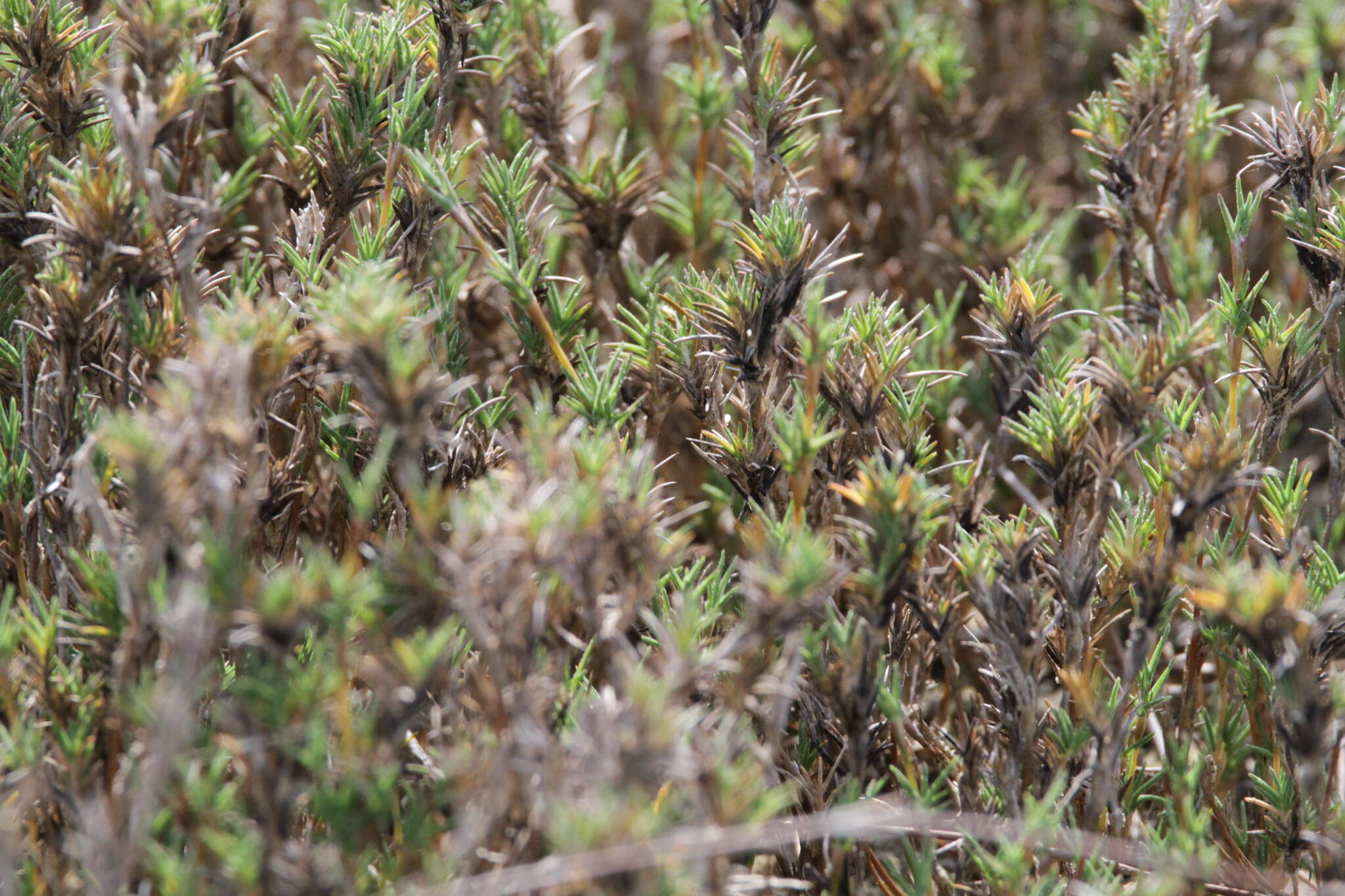 Image of Shore Grass