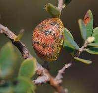 Imagem de <i>Paropsis obsoleta</i>