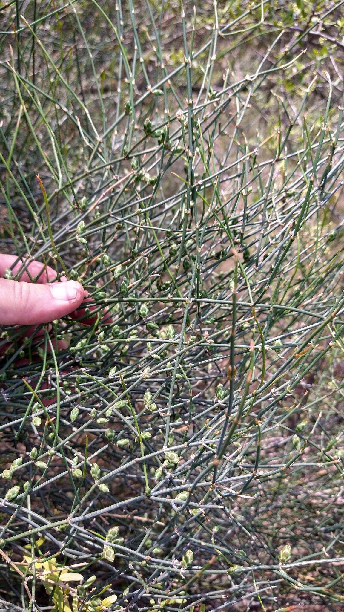 Image of Ephedra triandra Tul.