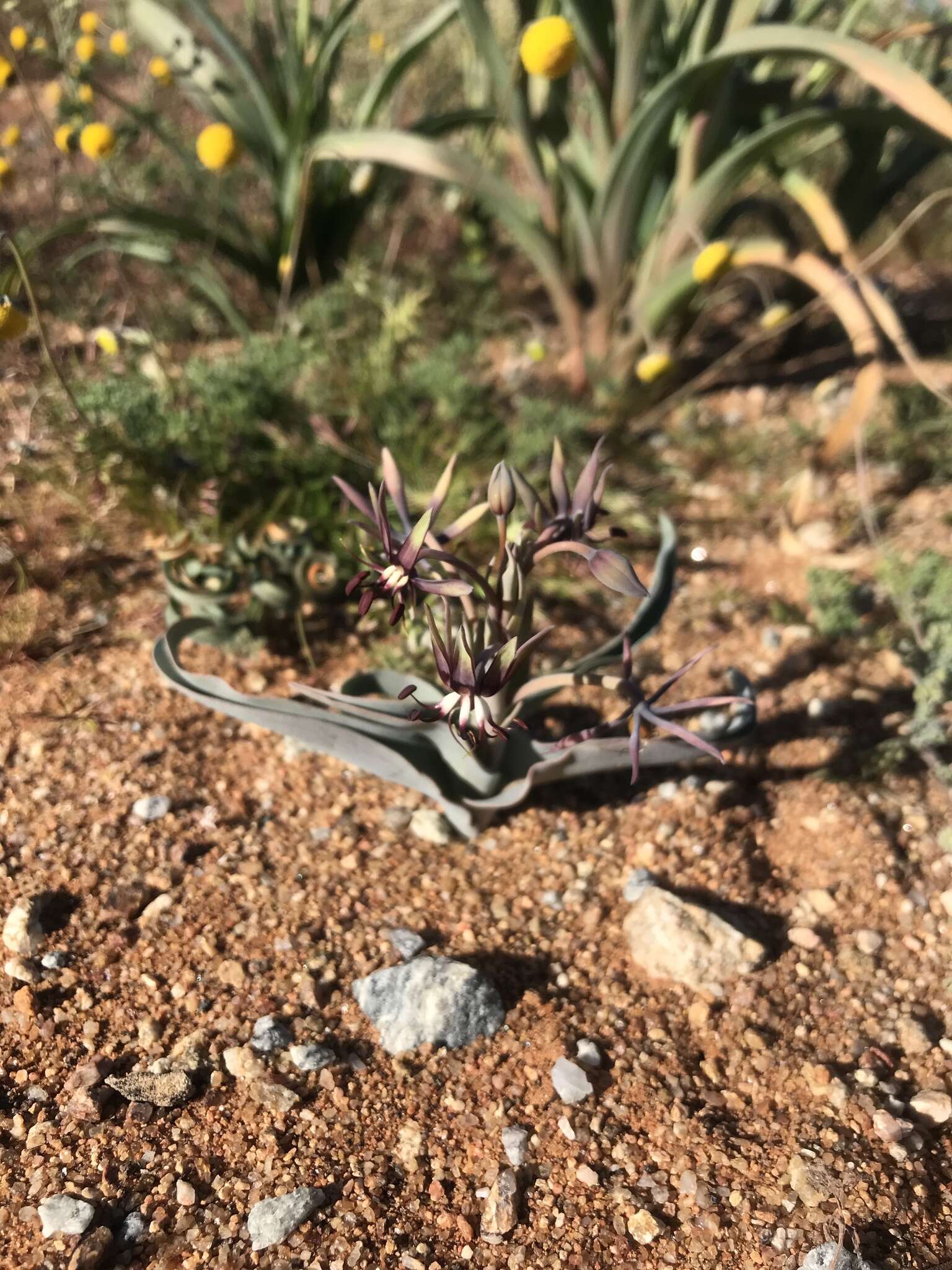 Image of Bird's tongue