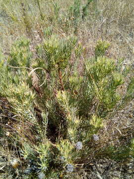 Image of <i>Leucadendron lanigerum</i> var. <i>laevigatum</i>