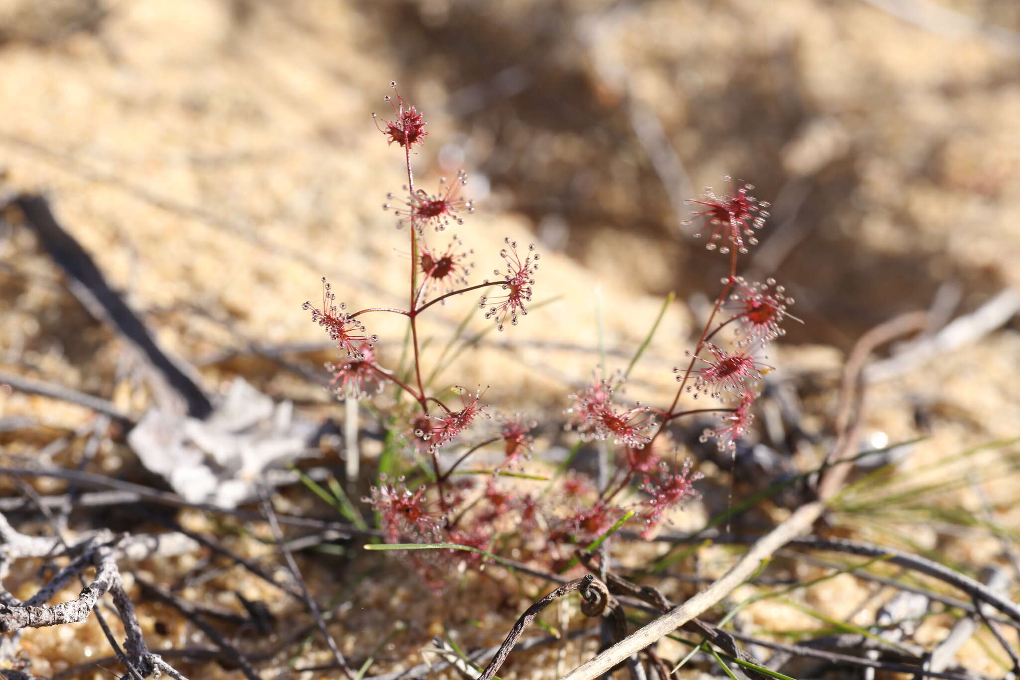 Image de Drosera stolonifera subsp. humilis (Planch.) N. Marchant