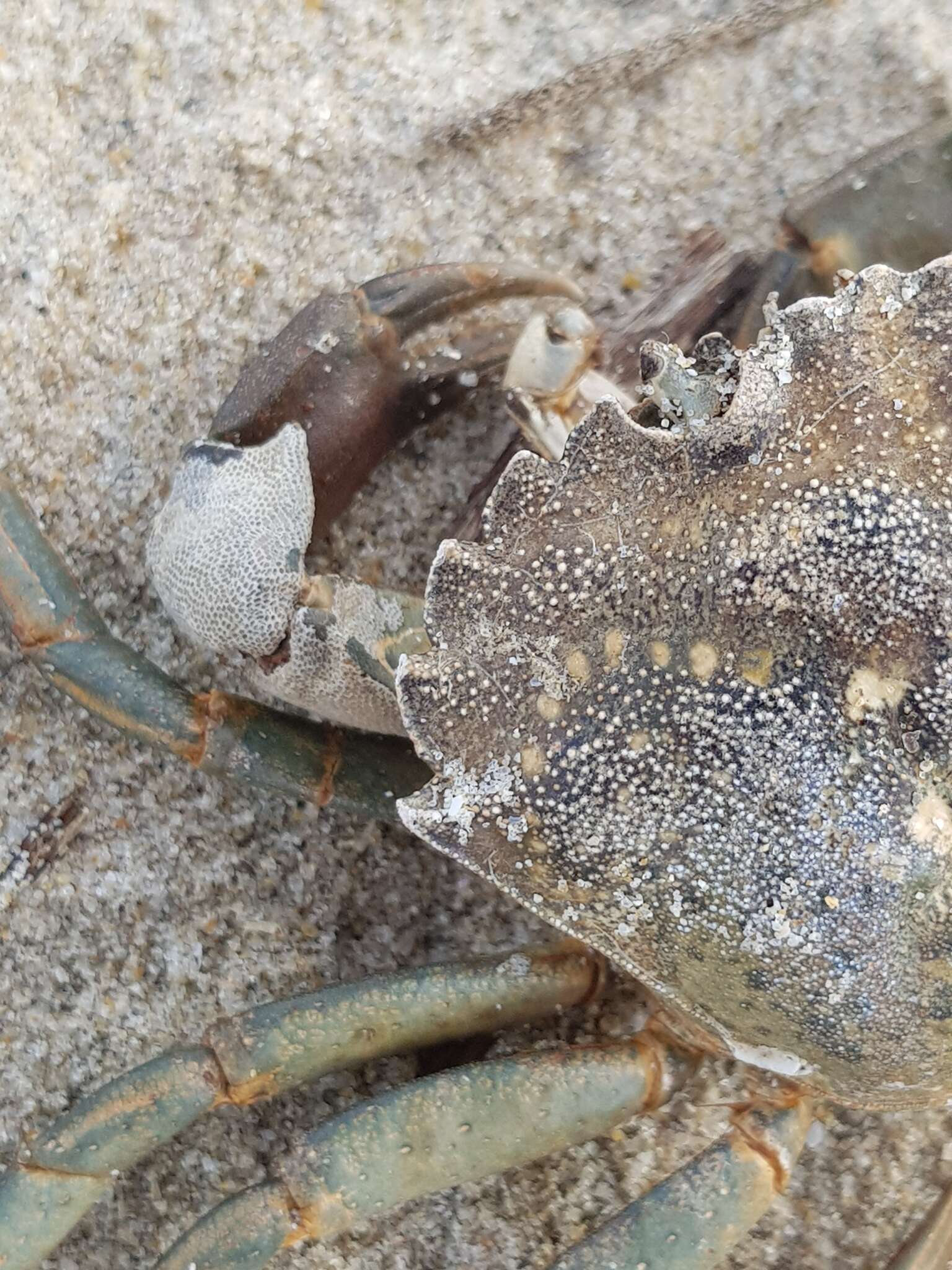 Image of an encrusting bryozoan