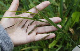 Image of Carex tuminensis Kom.