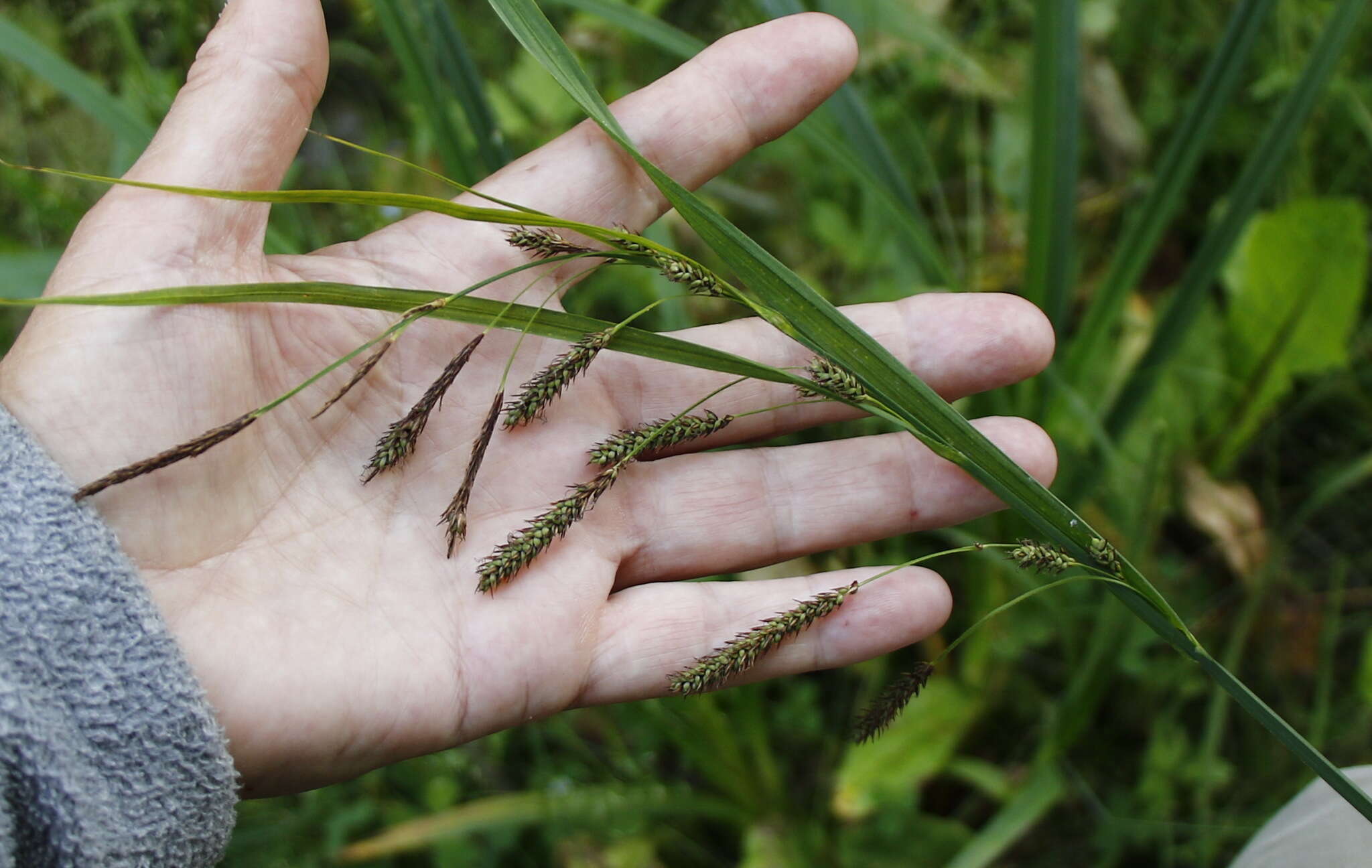 Image of Carex tuminensis Kom.