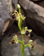 Image of Ophrys fuciflora subsp. bornmuelleri (M. Schulze) B. Willing & E. Willing