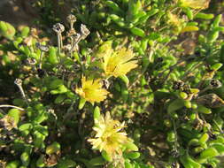 Imagem de Delosperma crassum L. Bol.