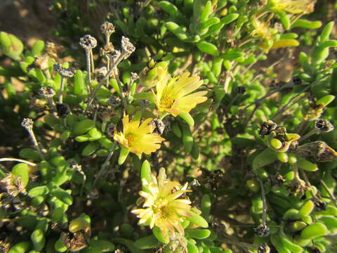 Imagem de Delosperma crassum L. Bol.