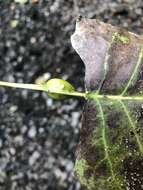 Image of Aphid