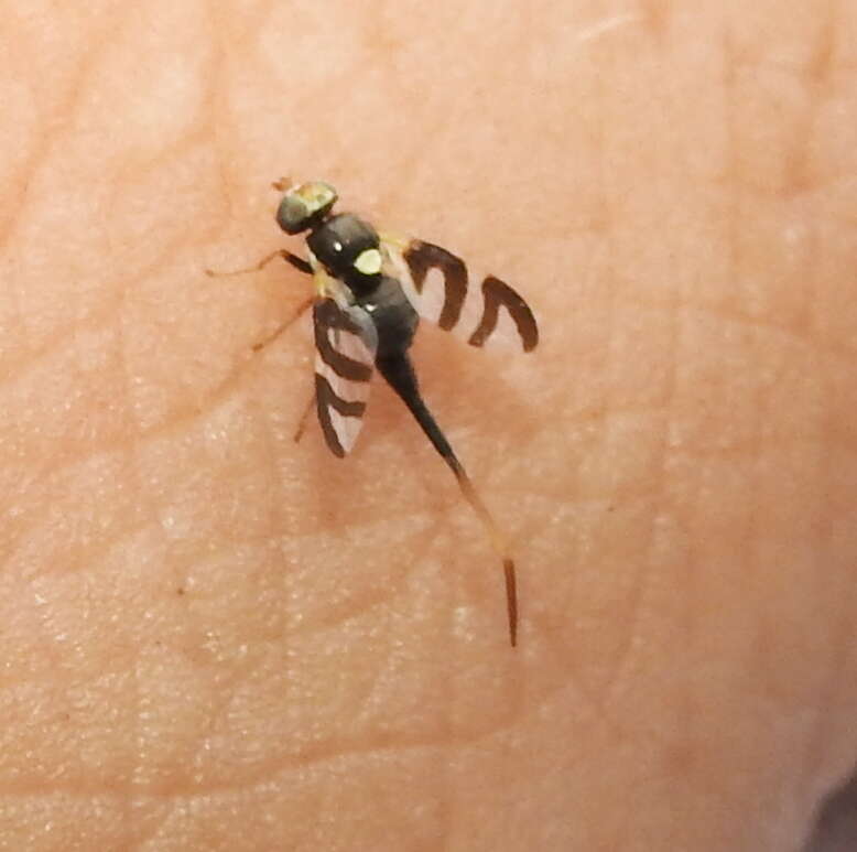 Image of Four-barred Knapweed Gall Fly