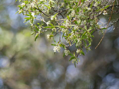 صورة <i>Leucopogon fasciculatus</i>