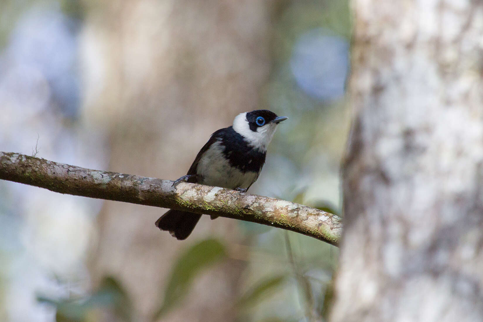 Image of Pied Monarch