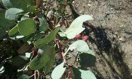 Image of Mariposa manzanita