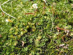 Image of Coprosma niphophila Orchard