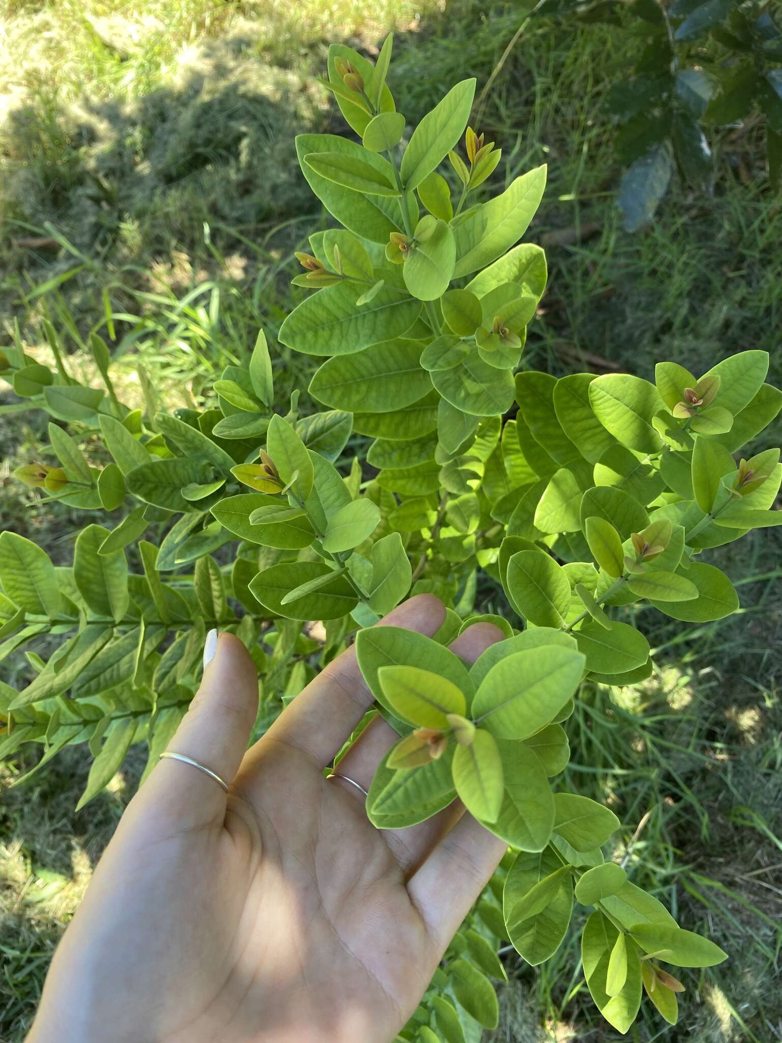 Image of mountain sandalwood