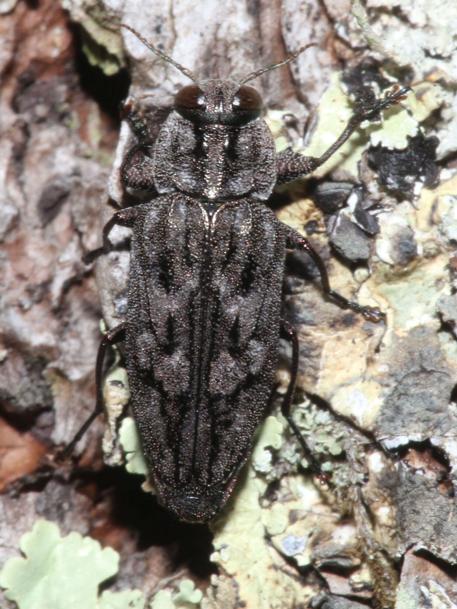 Image of Chrysobothris dentipes (Germar 1824)