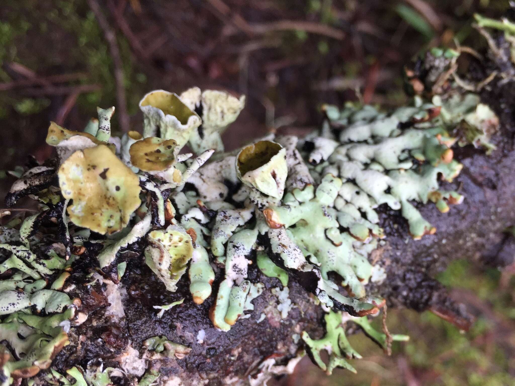 Image of tube lichen