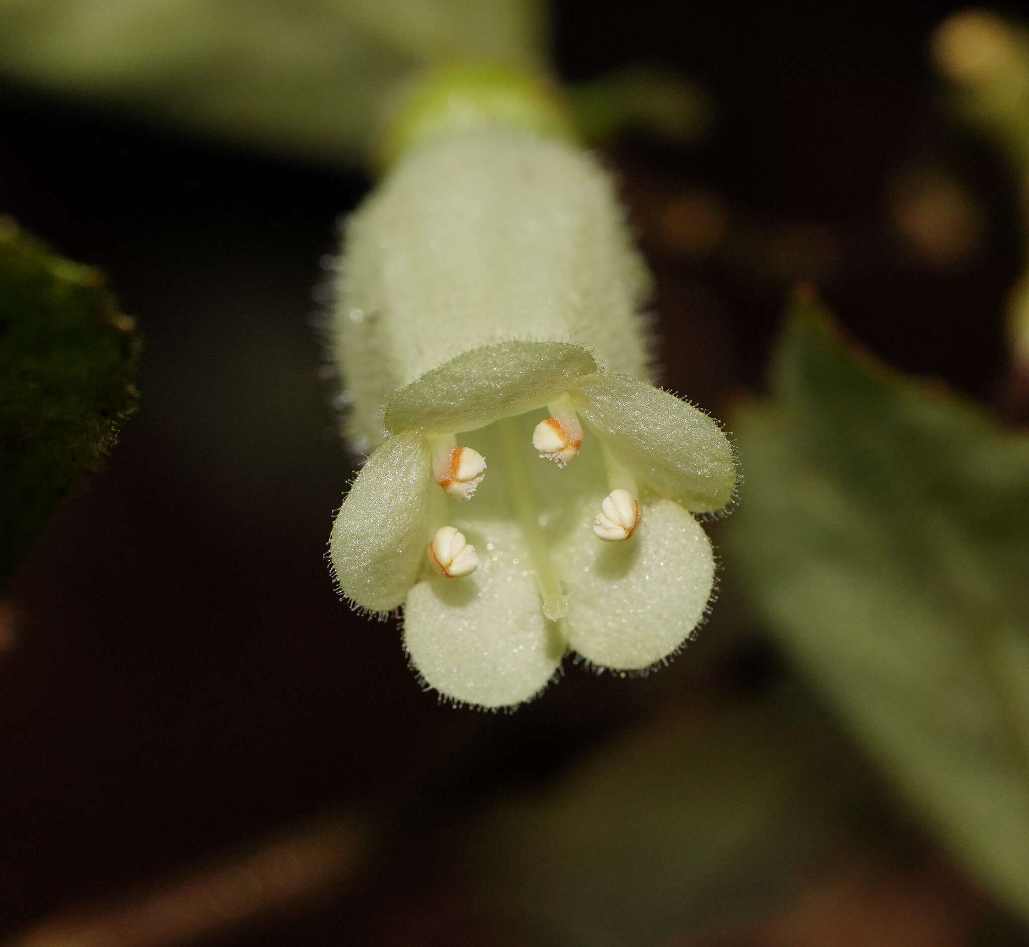 Imagem de Fieldia australis A. Cunn.