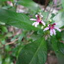 Image of Cuphea salicifolia Cham. & Schltdl.