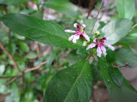 Image of Cuphea salicifolia Cham. & Schltdl.