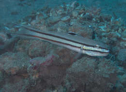 Image of Twostripe goby