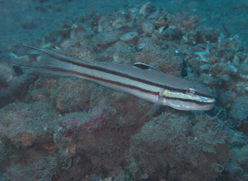 Image of Twostripe goby