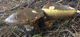 Image of Suillus pungens Thiers & A. H. Sm. 1964