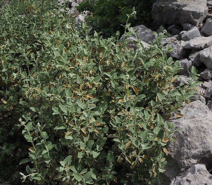 Image of Phlomis chrysophylla Boiss.