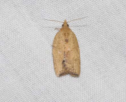 Image of Light brown apple moth