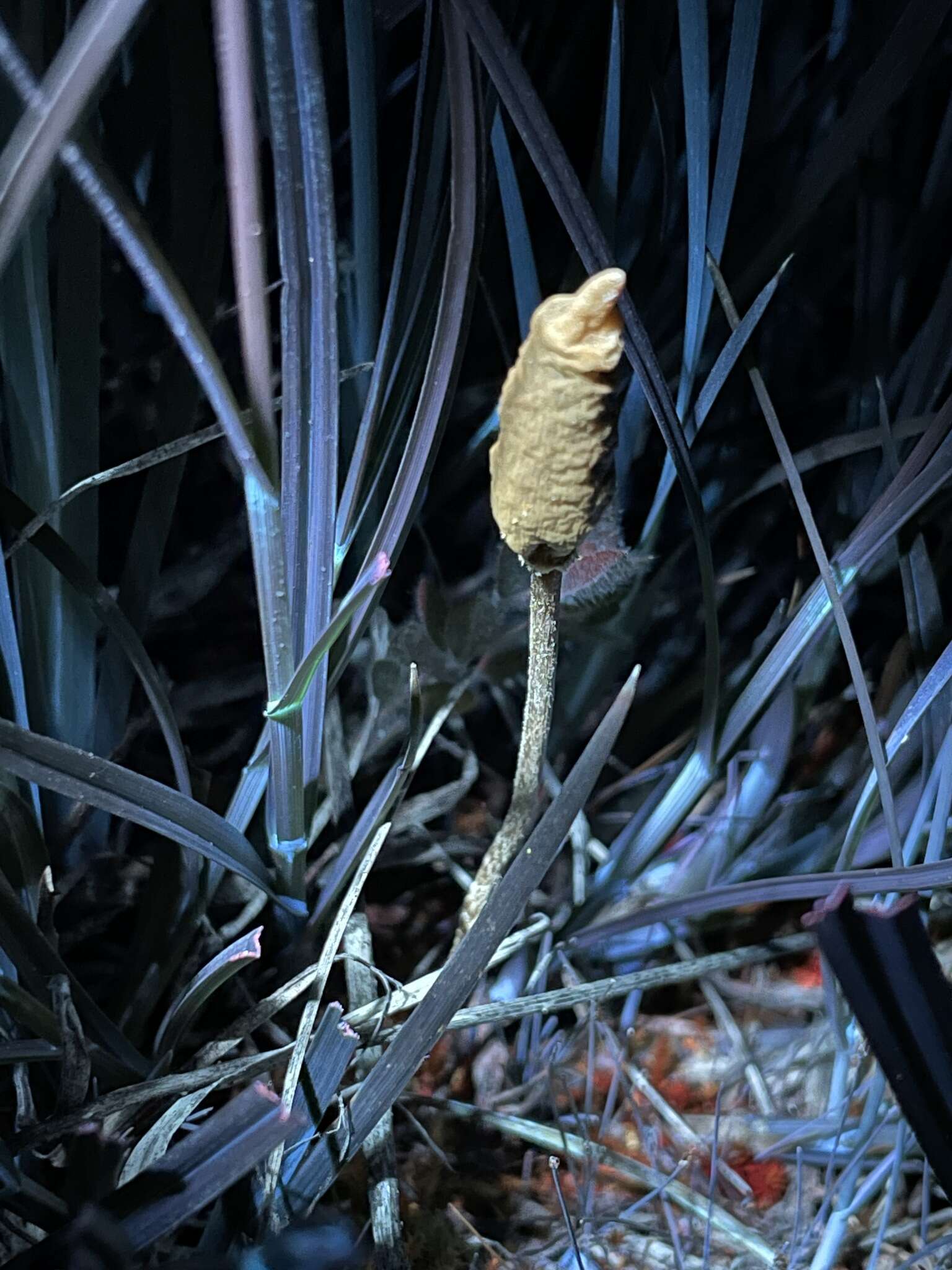 Image of Leratiomyces cucullatus (Shope & Seaver) Beever & D. C. Park 2008