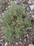 Plancia ëd Astragalus vexilliflexus Sheldon