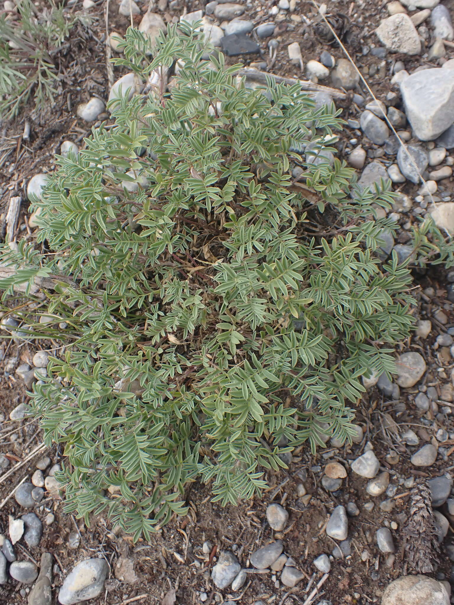 Sivun Astragalus vexilliflexus Sheldon kuva