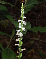 Слика од Spiranthes tuberosa Raf.