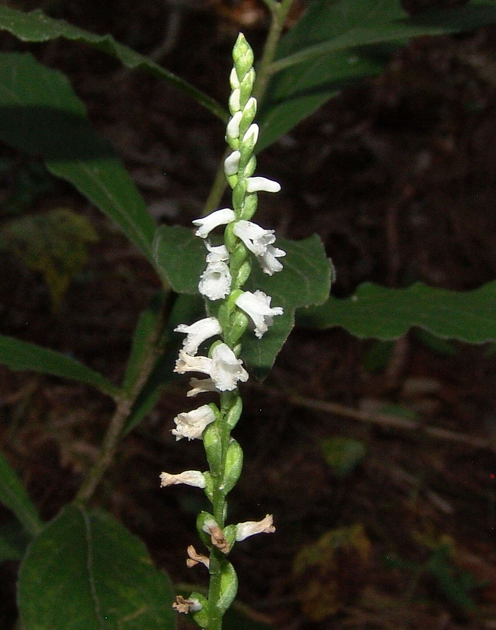 Слика од Spiranthes tuberosa Raf.