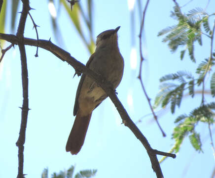 Image of Rufous-tailed Palm Thrush