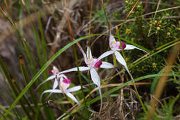 Image of Exotic spider orchid