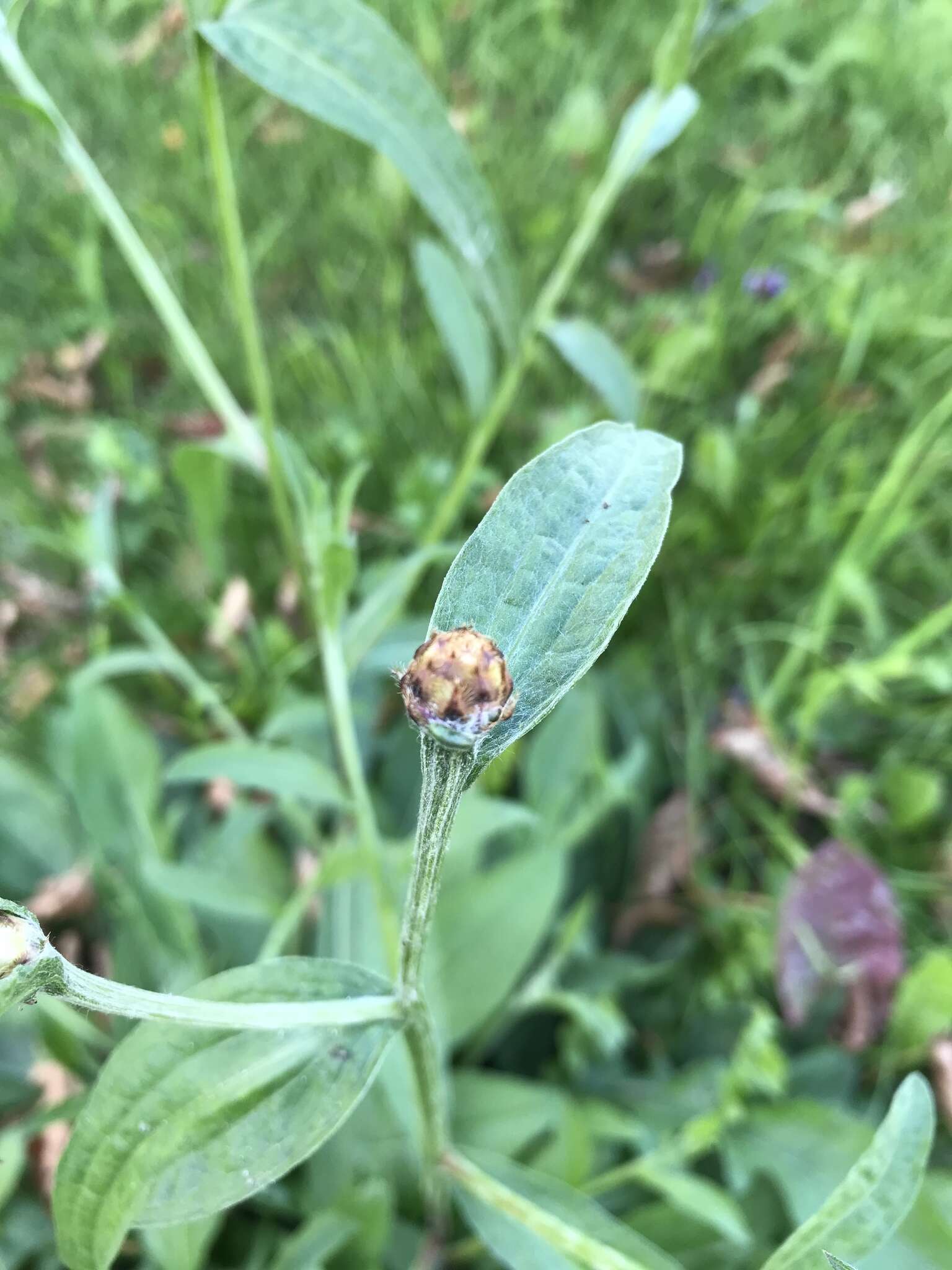 Image of Centaurea jacea subsp. jacea