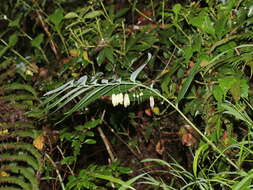 Image of Polygonatum arisanense Hayata