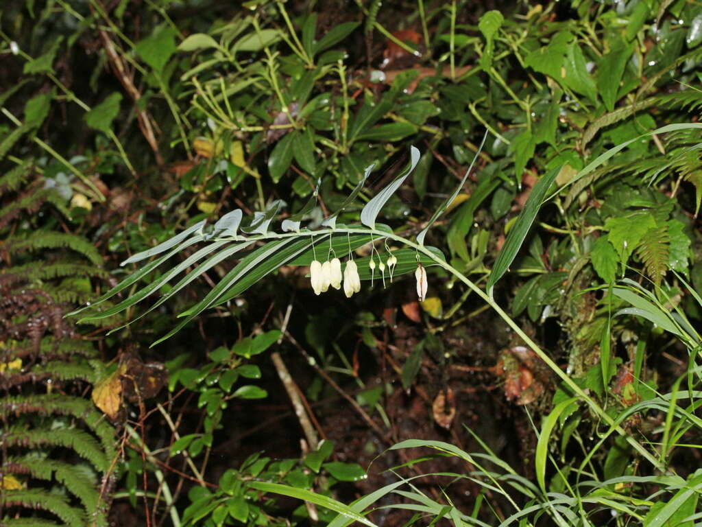 Image of Polygonatum arisanense Hayata