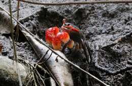 Image of East African red mangrove crab