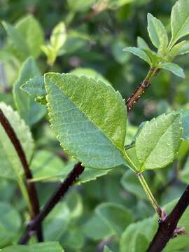 Image of California ash