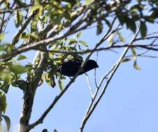 Image of Cuban Bullfinch