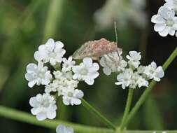 Image of Scentless plant bug