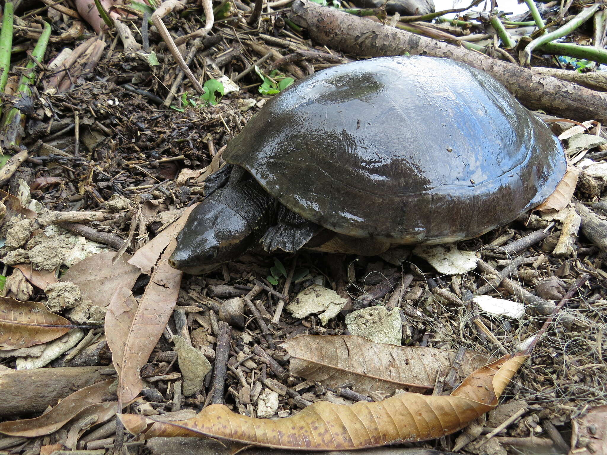 Image of river turtles