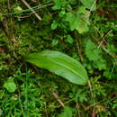 Plancia ëd Platanthera taiwanensis (S. S. Ying) S. C. Chen, S. W. Gale & P. J. Cribb