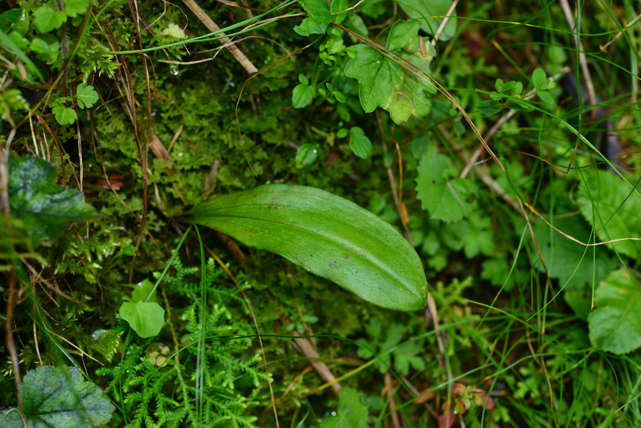 Image of Platanthera taiwanensis (S. S. Ying) S. C. Chen, S. W. Gale & P. J. Cribb
