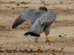 Falco chicquera horsbrughi Gunning & Roberts 1911 resmi