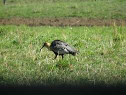 Image of Black-faced Ibis