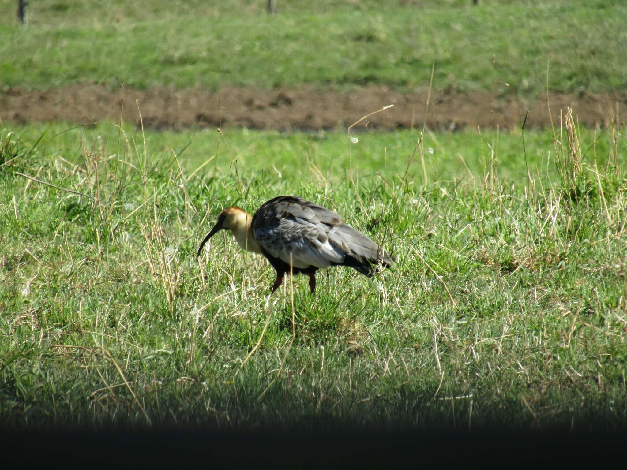 Image of Black-faced Ibis